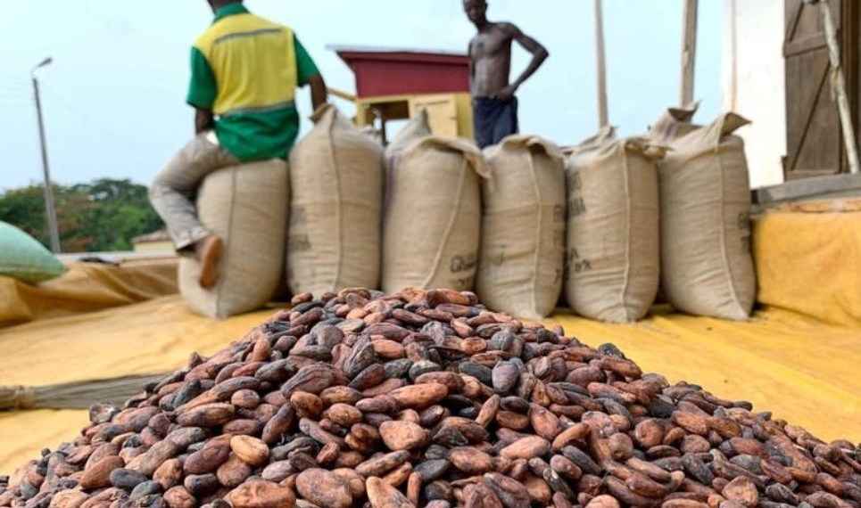 Bagged Cocoa beans for Export