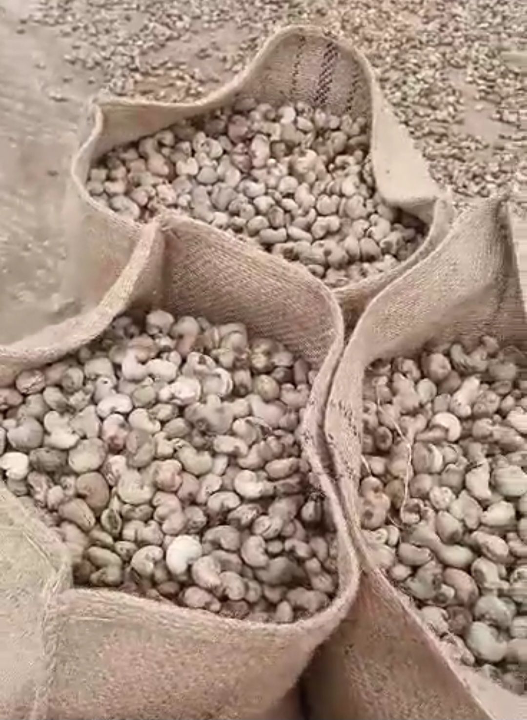 Cashew Nuts for Exporter 2