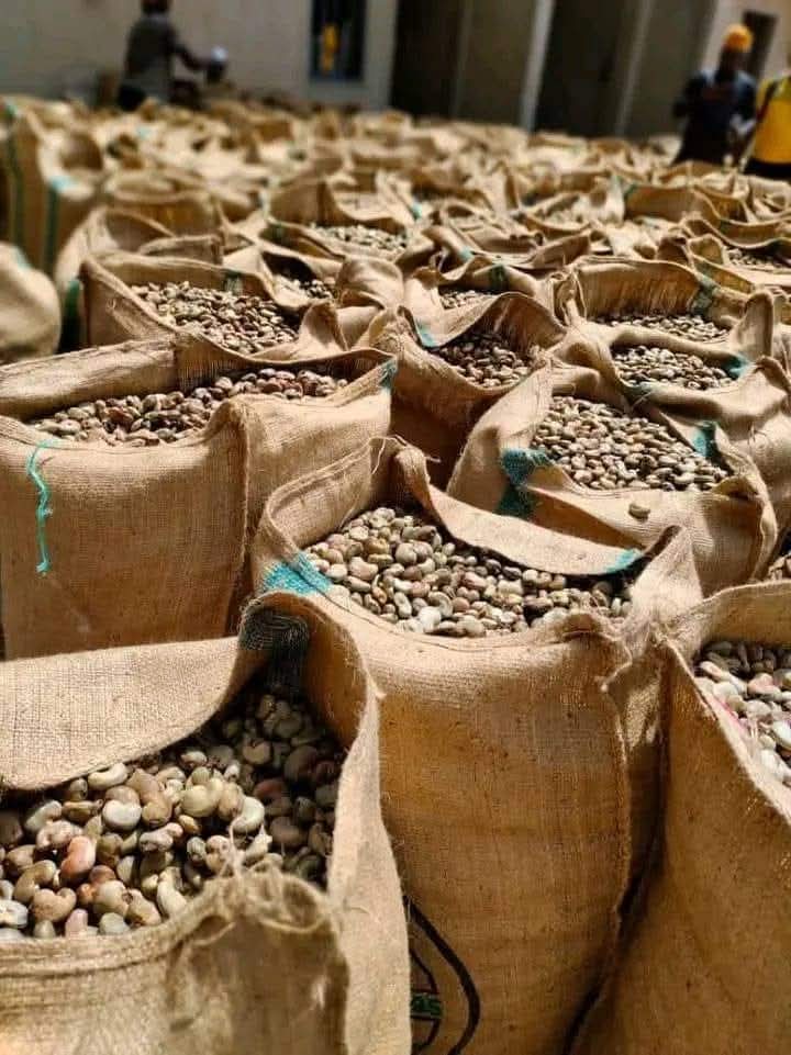 Cashew Nuts for Exporter 3