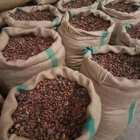 Cocoa beans for Export