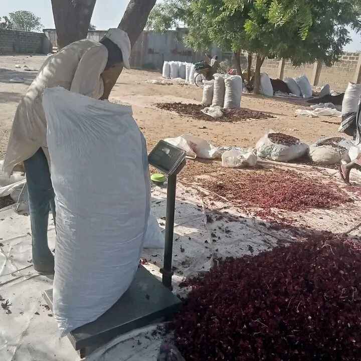 Hibiscus Flower (Zobo) For Export 2