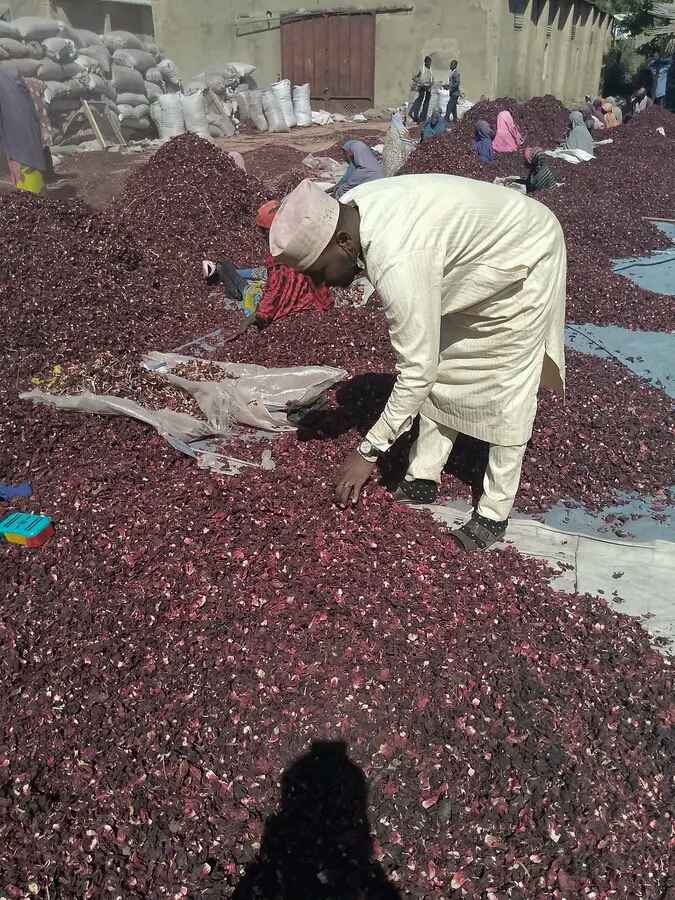 Hibiscus Flower (Zobo) For Export 3