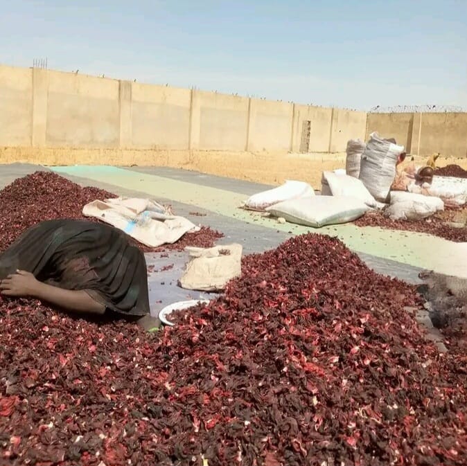 Hibiscus Flower (Zobo) For Export 4