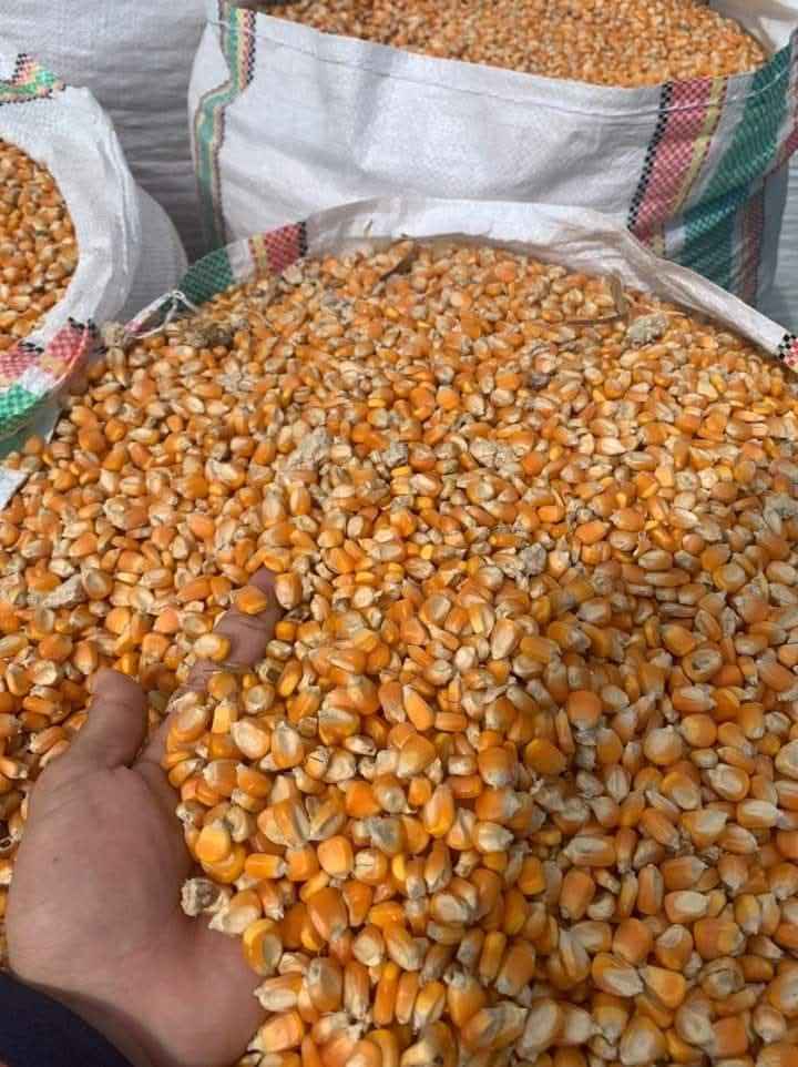 Maize Dried Corn export 2