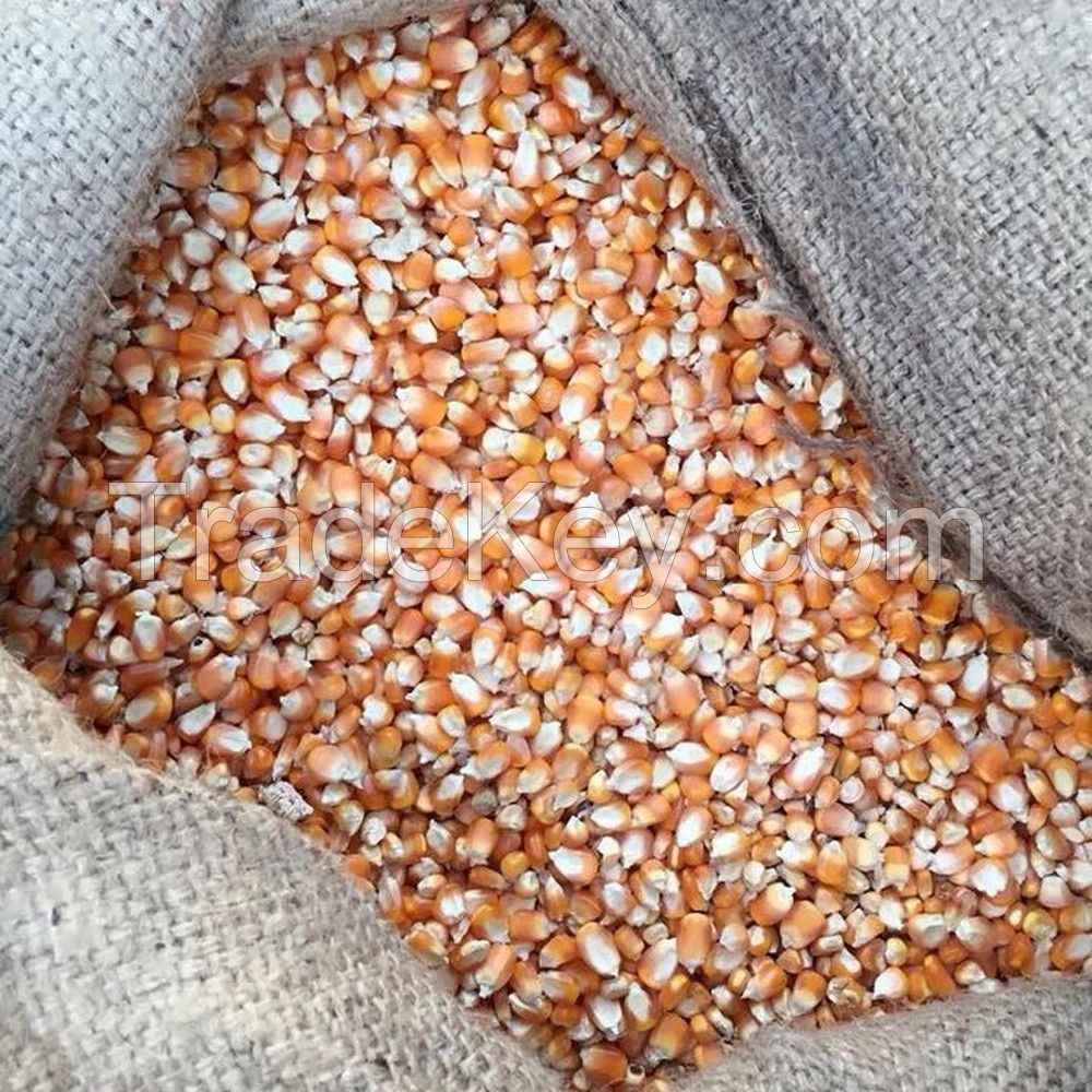 Maize Dried Corn export 3