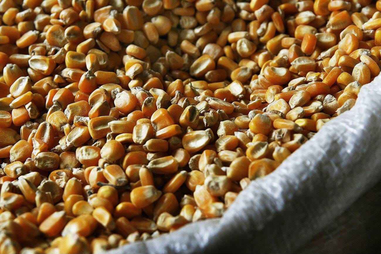Maize Dried Corn export 4